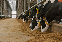 CentriFlow Mass Flow Meter Applications in the Animal Feed Industry