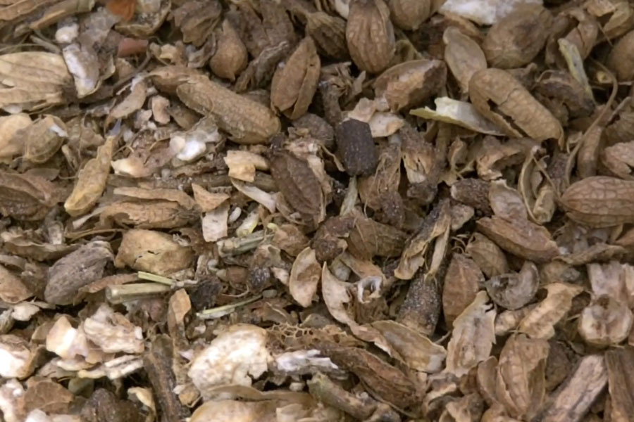 Watch as the CentriFlow Measures the flow of Peanut Shells